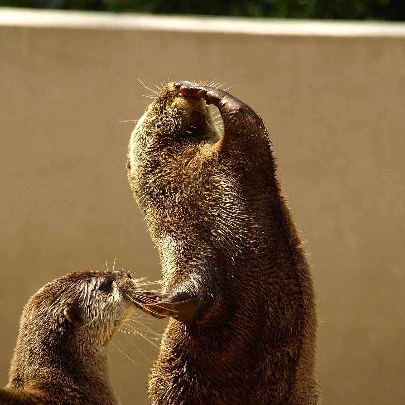 Loutre