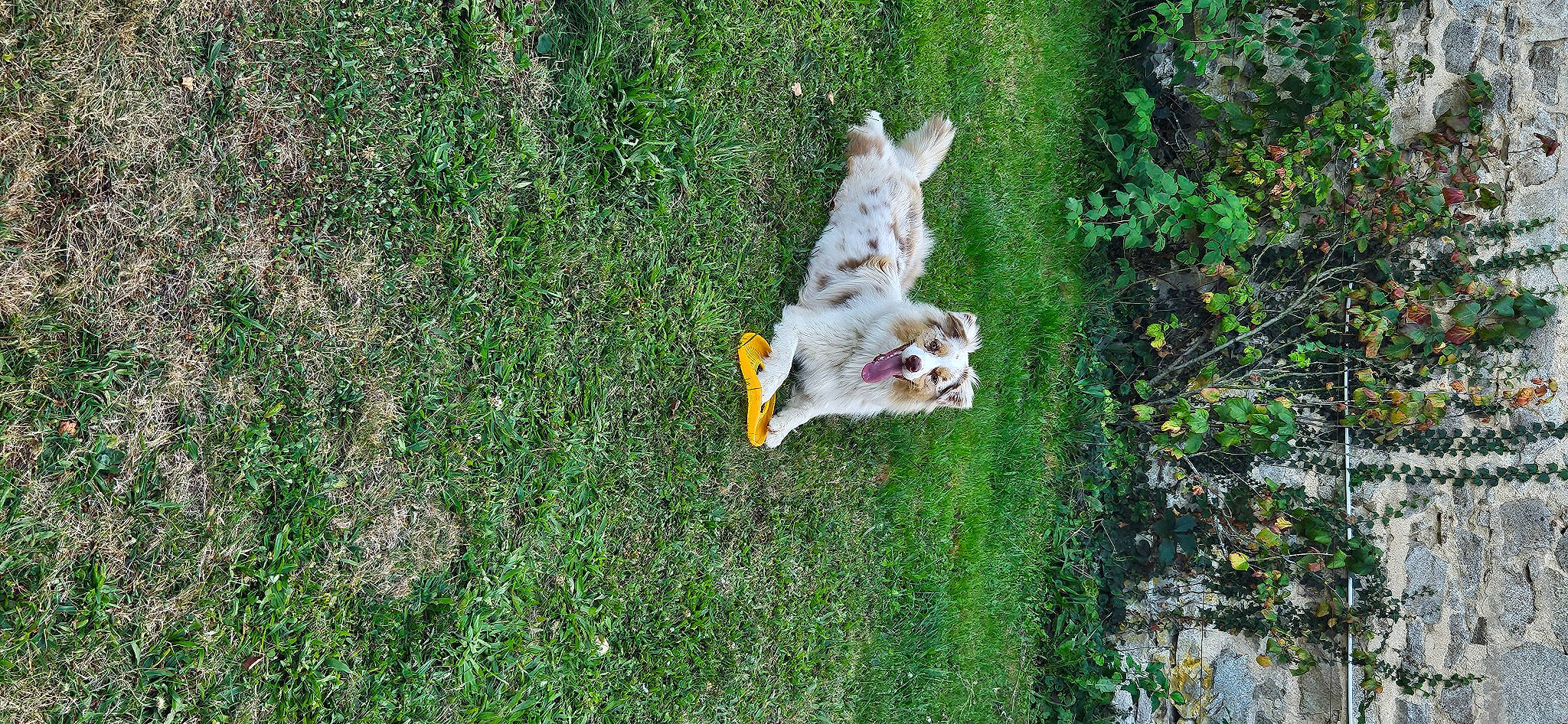 Taïny participe au concours pour gagner de l'argent avec cette photo : canidae, carnivore, companion_dog, dog, dog_breed, fawn, felidae, grass, grass_family, groundcover, lawn, pasture, plant, shrub, sporting_group, tail, tree, trunk, wildlife, yard