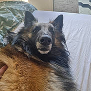 Uka participe au concours pour gagner de l'argent avec cette photo : dog, bed, fur, pet, canine, relaxed, indoor, fur_texture, brown, black, long_hair, lying_down, looking_at_camera, cozy, bedroom, blanket, comfort, animal, domestic_animal, portrait