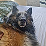dog, bed, fur, pet, canine, relaxed, indoor, fur_texture, brown, black, long_hair, lying_down, looking_at_camera, cozy, bedroom, blanket, comfort, animal, domestic_animal, portrait