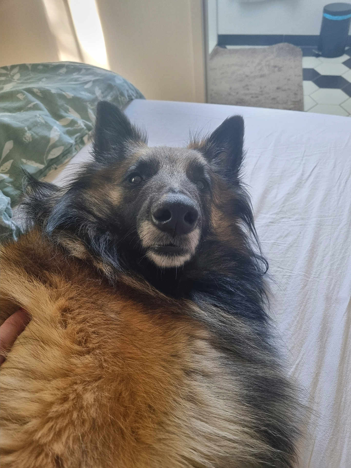 Uka participe au concours pour gagner de l'argent avec cette photo : dog, bed, fur, pet, canine, relaxed, indoor, fur_texture, brown, black, long_hair, lying_down, looking_at_camera, cozy, bedroom, blanket, comfort, animal, domestic_animal, portrait