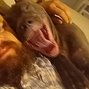 Bubba joined the competition — help win amazing prizes! affection, bed, blur, brown_dog, closeup, comfort, companion, cozy, cuddle, dog, face, hand, indoor, person, pet, plaid_shirt, relaxation, rest, sleepy, yawning