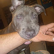 Bubba is registered to the contest to win money with this photo: animal, bite, blanket, canine, close_up, couch, curious, dog, ears, eyes, furniture, gray_dog, hand, indoor, living_room, person_arm, pet, playful, poster, room