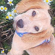 Maisy joined the competition — help win amazing prizes! dog, golden_retriever, flower, daisy, collar, outdoor, nature, grass, pet, cute, animal, portrait, summer, greenery, canine, garden, floral, closeup, adorable, young_dog