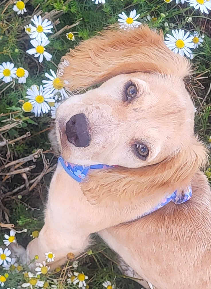 Maisy joined the competition — help win amazing prizes! dog, golden_retriever, flower, daisy, collar, outdoor, nature, grass, pet, cute, animal, portrait, summer, greenery, canine, garden, floral, closeup, adorable, young_dog