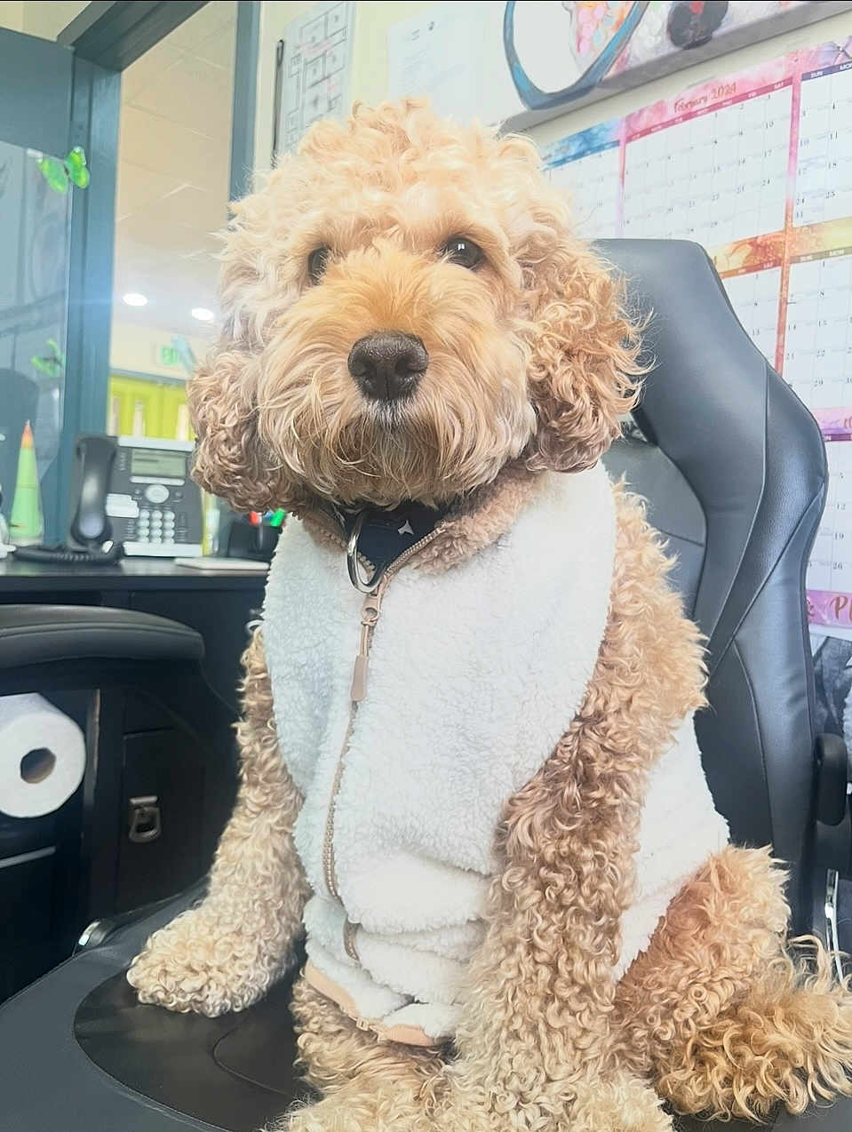 Wagyu is registered to the contest to win money with this photo: dog, curly_hair, fleece_vest, office_chair, indoor, pet, seated, brown, white_clothing, calendar, telephone, desk, paperwork, cute, fluffy, animal, office, portrait, waiting, cozy