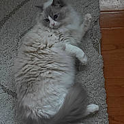 Leo is registered to the contest to win money with this photo: cat, fluffy, relaxed, lying_down, indoor, pet, fur, carpet, floor, wooden_floor, cute, animal, domestic_animal, whiskers, tail, paws, resting, cozy, feline, soft
