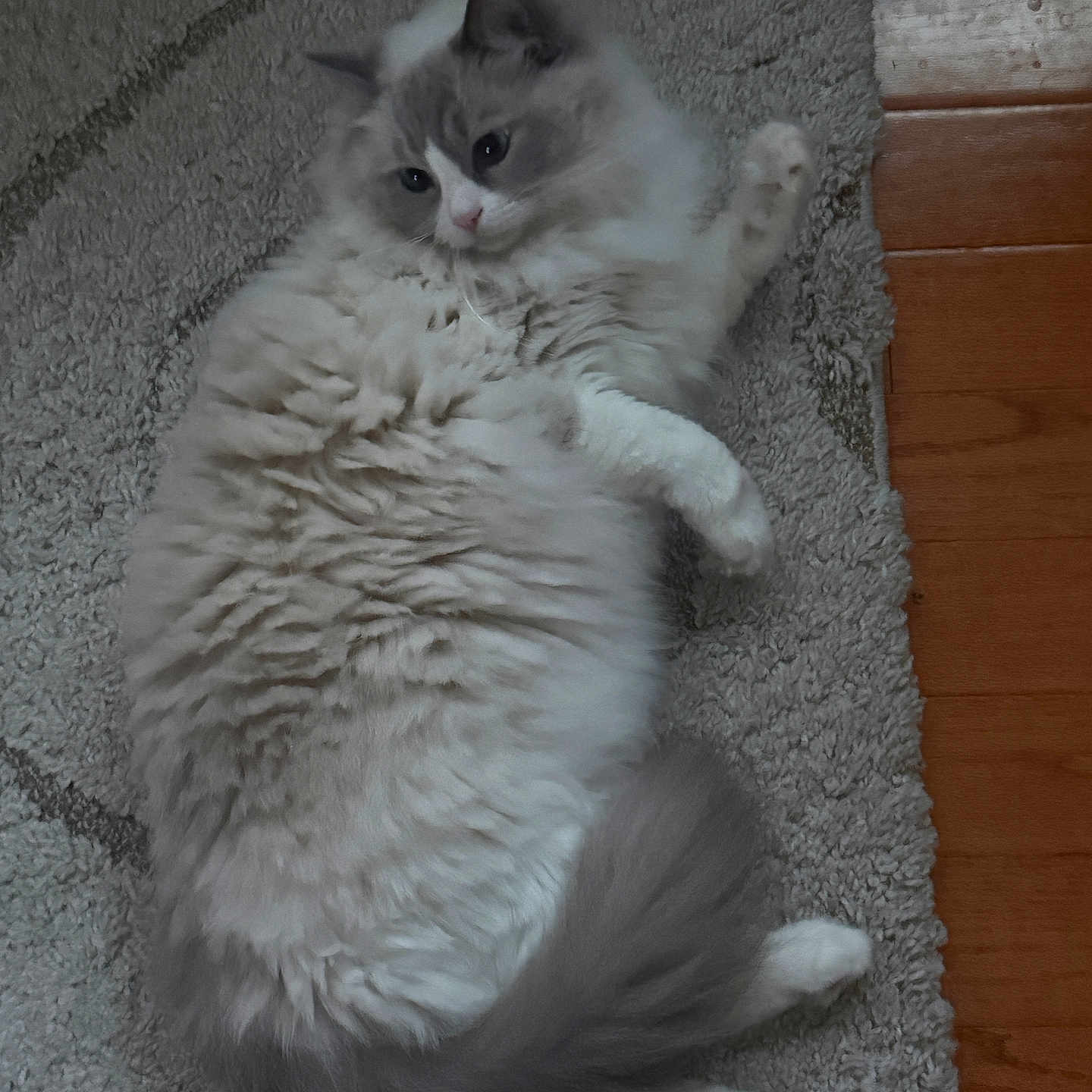 Leo