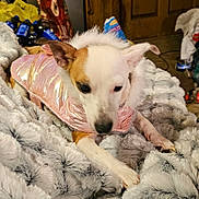 Precious is registered to the contest to win money with this photo: dog, pet, blanket, fur, jacket, pink, cozy, indoor, paws, fur_texture, animal, resting, cute, household, canine, furniture, warm, sleepy, comfort, domestic