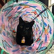 Eden joined the competition — help win amazing prizes! cat, black_cat, tunnel, butterflies, pet, collar, tag, indoor, fur, whiskers, eyes, portrait, cozy, playful, fabric, pattern, window_light, rug, closeup, animal