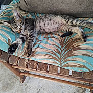 Stormy is registered to the contest to win money with this photo: kitten, sleeping, cushion, chair, wooden_furniture, tabby_cat, indoor, relaxation, pet, feline, striped_fur, paw, whiskers, nose, ear, cushion_pattern, furniture, comfort, resting, domestic_animal
