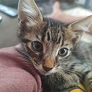 Stormy joined the competition — help win amazing prizes! animal, arm, blurred_background, cat, close_up, cozy, cute, domestic_cat, eyes, feline, fur, indoor, kitten, pet, portrait, resting, soft_light, tabby, whiskers, young