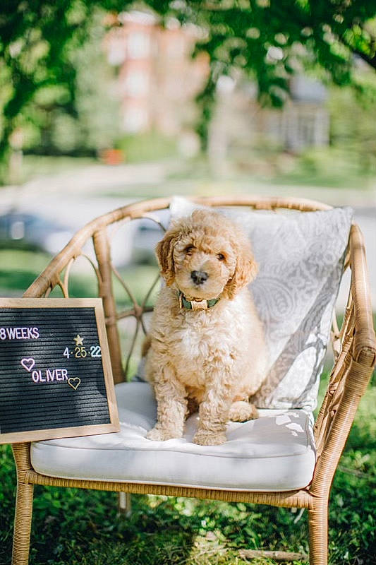 Oliver joined the competition — help win amazing prizes! canidae, carnivore, chair, companion_dog, couch, dog, dog_breed, dog_collar, easel, fawn, folding_chair, grass, leisure, outdoor_furniture, plant, recreation, sitting, sporting_group, toy_dog, wood