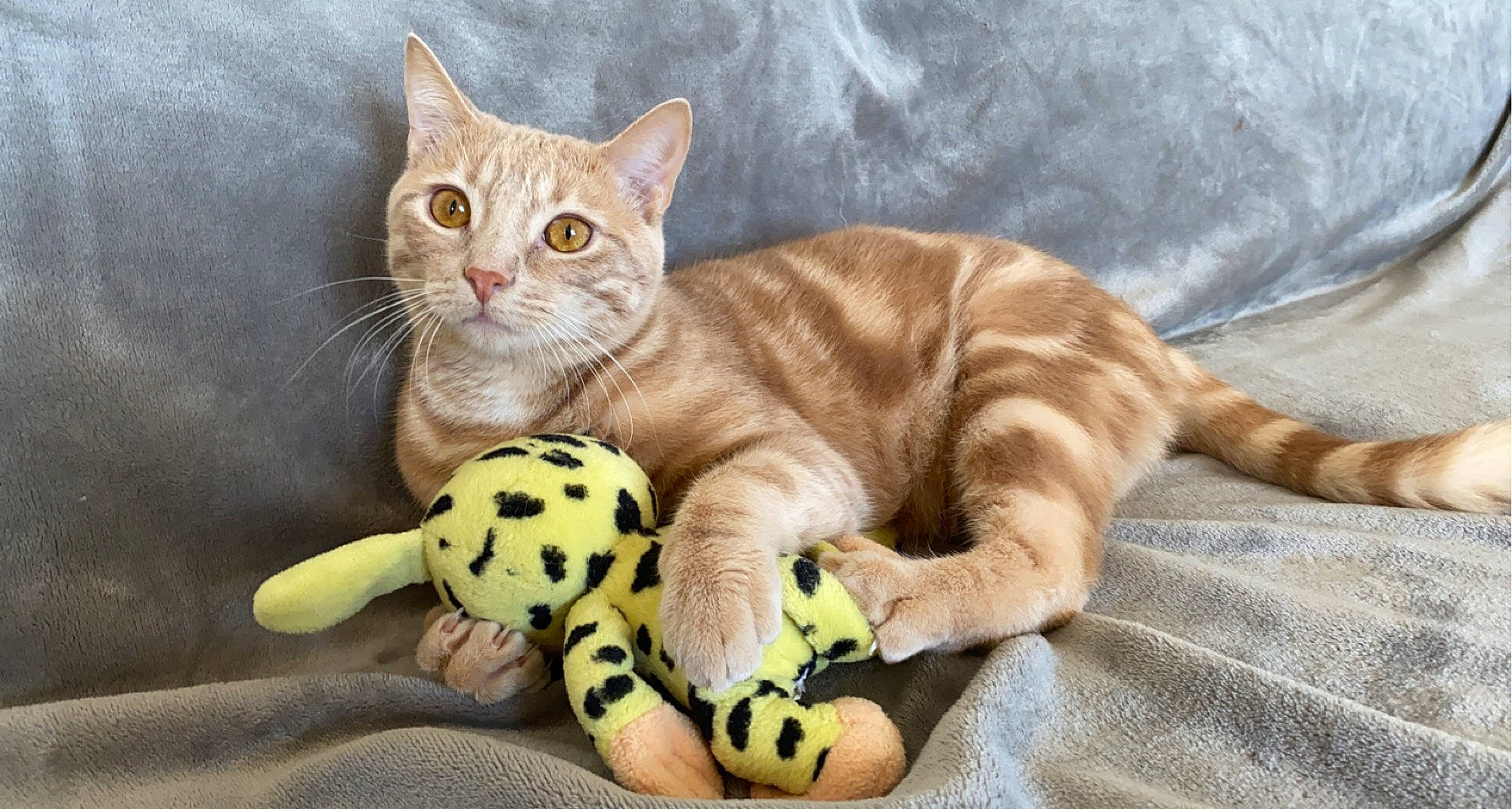 Dino a rejoint le concours — aidez-le/la à gagner de superbes lots ! carnivore, cat, cat_toy, claw, comfort, domestic_short_haired_cat, fawn, felidae, fur, paw, small_to_medium_sized_cats, snout, stuffed_toy, tail, terrestrial_animal, toy, whiskers
