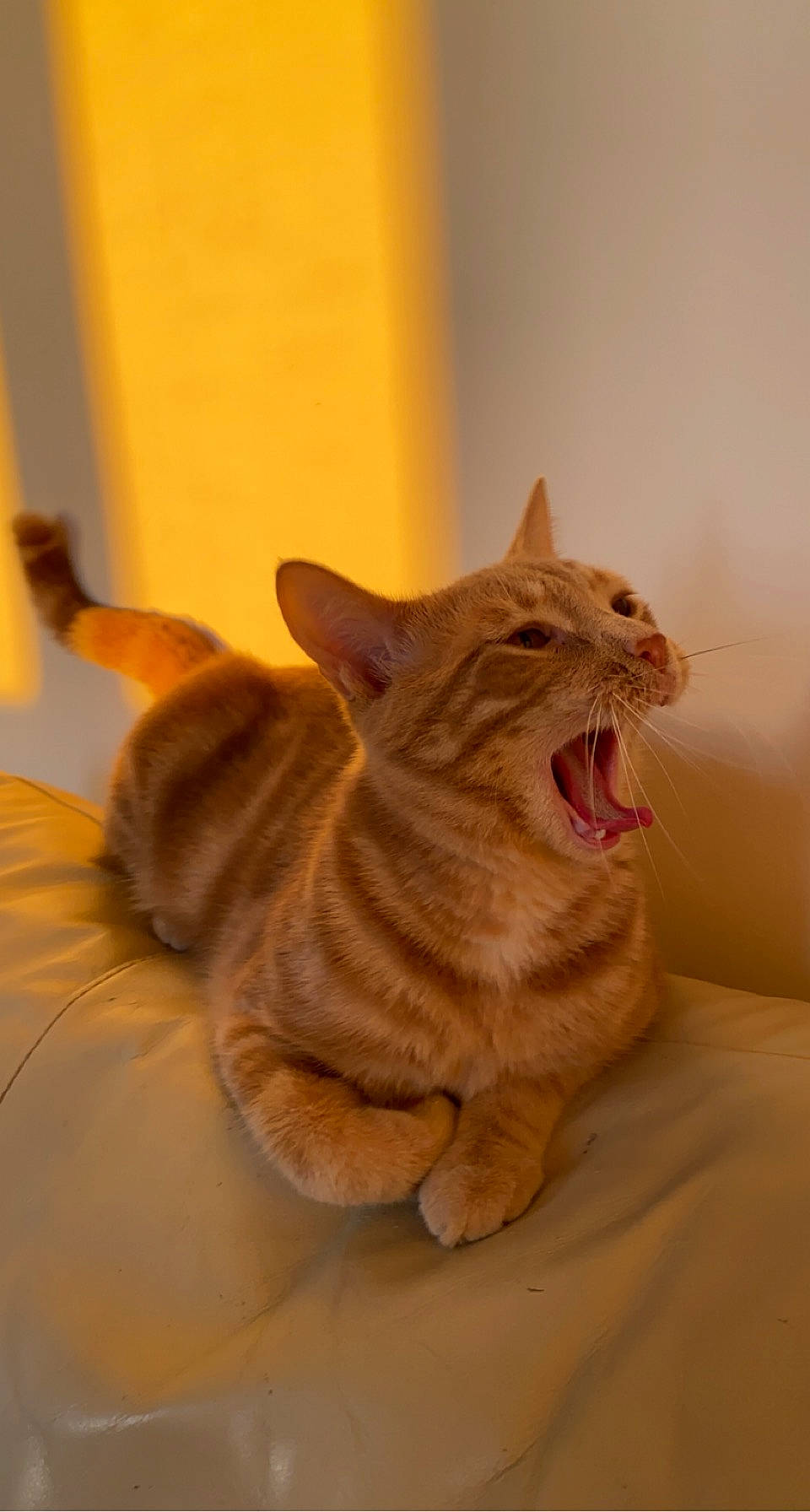 Dino participe au concours pour gagner de l'argent avec cette photo : carnivore, cat, comfort, domestic_short_haired_cat, fawn, felidae, flooring, fur, hardwood, paw, room, small_to_medium_sized_cats, tail, terrestrial_animal, whiskers, window, wood