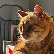 Namy participe au concours pour gagner de l'argent avec cette photo : cat, orange_tabby, pet, sunlight, table, indoor, fur, whiskers, closeup, portrait, relaxing, home, furniture, domestic_animal, mammal, animal, face, paw, warm_light, cozy