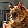 cat, orange_tabby, pet, sunlight, table, indoor, fur, whiskers, closeup, portrait, relaxing, home, furniture, domestic_animal, mammal, animal, face, paw, warm_light, cozy