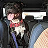 Upsy participe au concours pour gagner de l'argent avec cette photo : dog, black_dog, car_interior, backseat, dog_collar, leash, tongue_out, happy_dog, pet, animal, vehicle, seat, human_arm, human_torso, window, daylight, road, travel, adventure, canine
