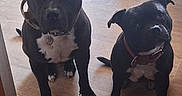 Upsy participe au concours pour gagner de l'argent avec cette photo : dog, indoor, floor, wooden_floor, black_dog, white_markings, collar, pet, animal, sitting, curious, ears_up, two_dogs, companion, domestic, canine, looking_at_camera, flooring, home, pair
