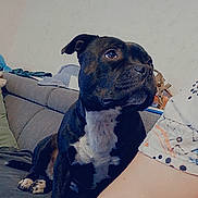 Upsy participe au concours pour gagner de l'argent avec cette photo : dog, black_dog, white_chest, couch, indoor, person, patterned_shirt, sitting, attentive, pet, animal, looking_away, furniture, home, relaxed, domestic, companion, light, shadow, casual