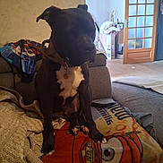 Messie participe au concours pour gagner de l'argent avec cette photo : dog, black_dog, white_chest, couch, blanket, cartoon_character, indoor, living_room, door, wooden_door, furniture, pet, animal, collar, seated, cozy, household_items, floor, carpet, relaxed