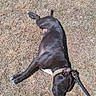 Messie participe au concours pour gagner de l'argent avec cette photo : dog, black_dog, leash, grass, dry_grass, outdoor, sunlight, canine, pet, lying_down, relaxed, nature, animal, daylight, shadow, collar, summer, park, resting, walking