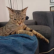 Molly participe au concours pour gagner de l'argent avec cette photo : animal, cat, closeup, cozy, cute, denim, ears, focused, furniture, gray, indoor, living_room, paw, pet, relaxed, resting, sofa, striped, tabby_cat, whiskers