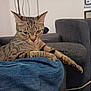animal, cat, closeup, cozy, cute, denim, ears, focused, furniture, gray, indoor, living_room, paw, pet, relaxed, resting, sofa, striped, tabby_cat, whiskers