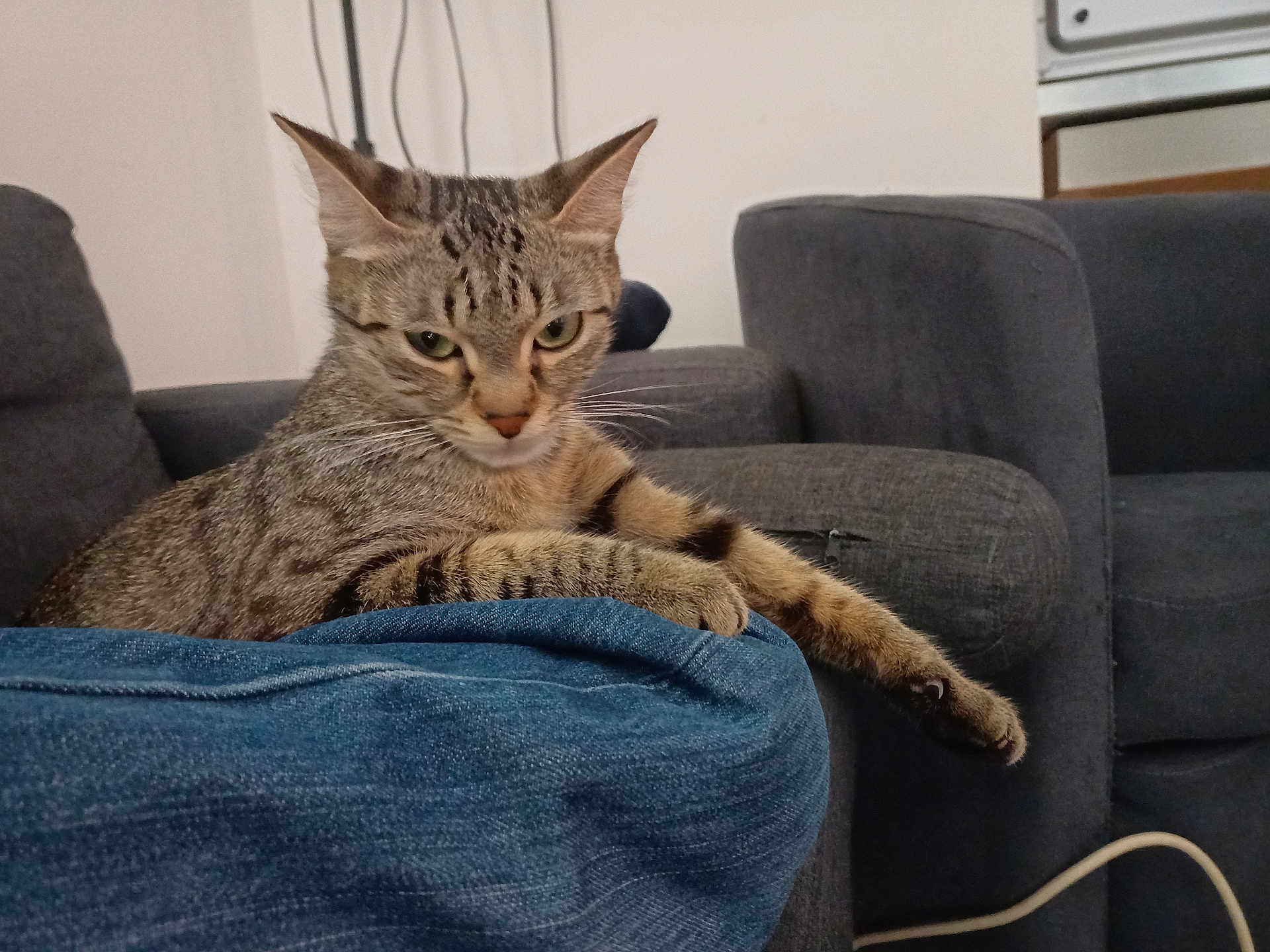 Molly participe au concours pour gagner de l'argent avec cette photo : animal, cat, closeup, cozy, cute, denim, ears, focused, furniture, gray, indoor, living_room, paw, pet, relaxed, resting, sofa, striped, tabby_cat, whiskers