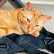 Woo joined the competition — help win amazing prizes! cat, ginger_cat, pet, indoor, resting, close_up, fur, whiskers, ears, eyes, paw, black_bag, strap, carpet, floor, relaxed, animal, cute, domestic_cat, feline