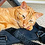 cat, ginger_cat, pet, indoor, resting, close_up, fur, whiskers, ears, eyes, paw, black_bag, strap, carpet, floor, relaxed, animal, cute, domestic_cat, feline