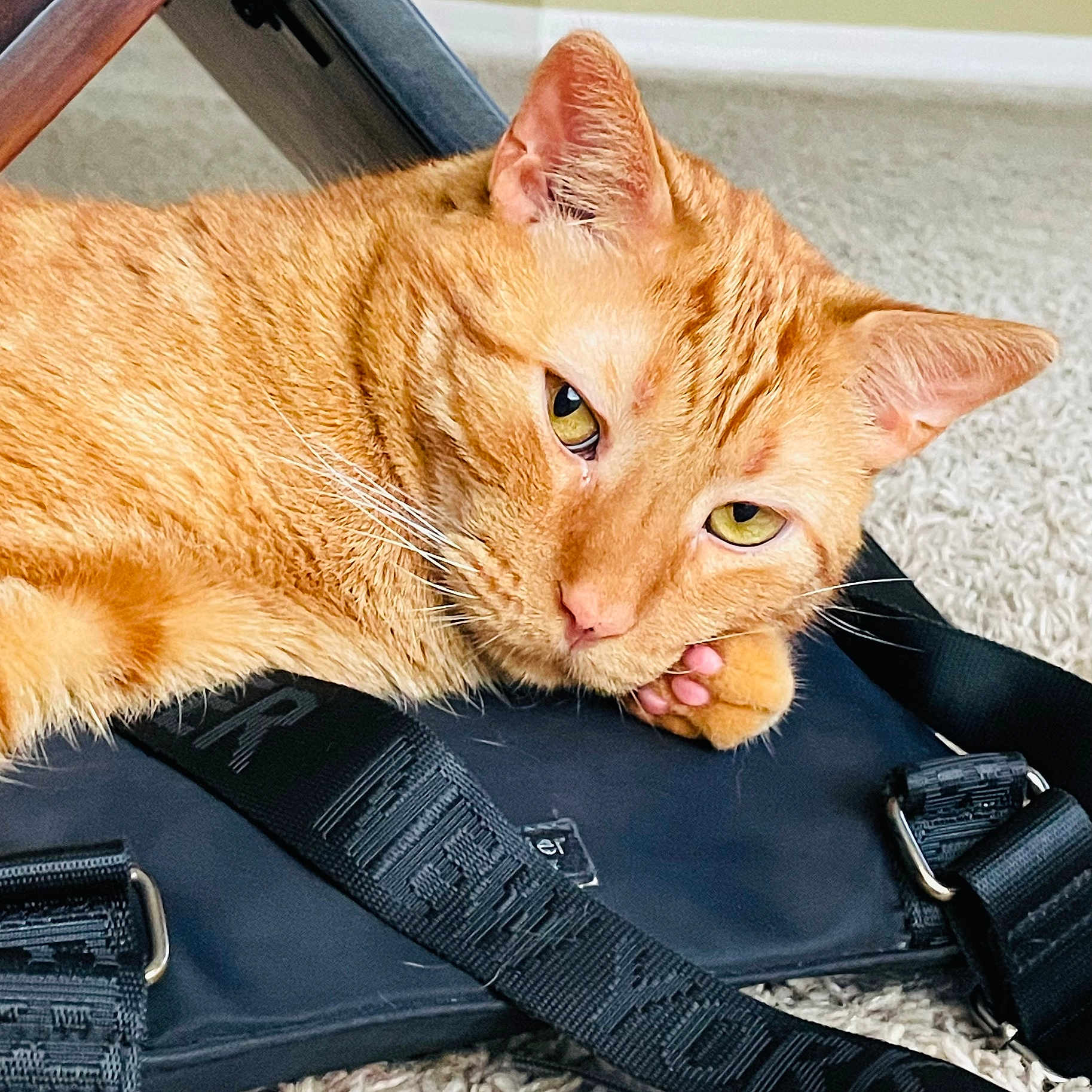 Woo joined the competition — help win amazing prizes! animal, black_bag, carpet, cat, close_up, cute, domestic_cat, ears, eyes, feline, floor, fur, ginger_cat, indoor, paw, pet, relaxed, resting, strap, whiskers