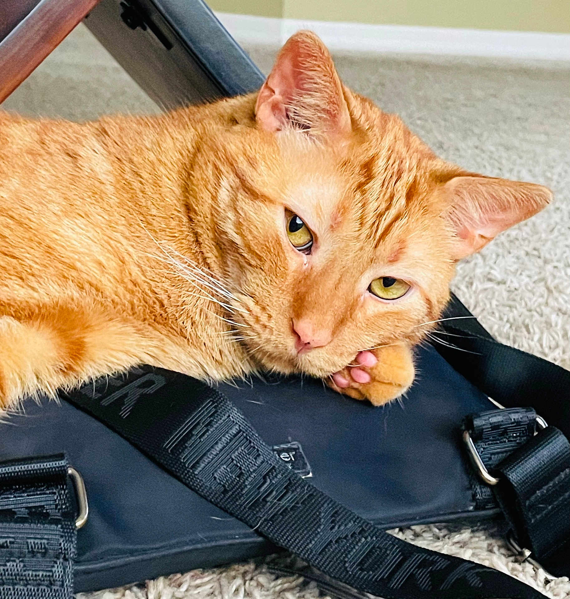 Woo joined the competition — help win amazing prizes! cat, ginger_cat, pet, indoor, resting, close_up, fur, whiskers, ears, eyes, paw, black_bag, strap, carpet, floor, relaxed, animal, cute, domestic_cat, feline