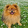 Joy participe au concours pour gagner de l'argent avec cette photo : dog, pomeranian, fluffy, grass, daisies, flowers, outdoor, happy, tongue_out, pet, nature, greenery, cute, animal, smiling, fur, small_dog, leash, tree, spring
