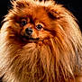 dog, pomeranian, fluffy, fur, pet, animal, cute, portrait, brown, mammal, face, eyes, nose, studio, black_background, closeup, domestic_animal, adorable, furry, small_dog