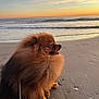 dog, pomeranian, beach, sand, ocean, sunset, waves, fluffy, pet, animal, leash, side_view, outdoor, nature, sky, calm, water, small_dog, serene, sunset_sky