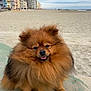 Joy participe au concours pour gagner de l'argent avec cette photo : dog, pomeranian, fluffy, beach, sand, happy, pet, animal, outdoor, sky, clouds, buildings, small_dog, fur, cute, tongue_out, sitting, nature, daytime, portrait