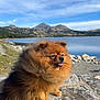 dog, pomeranian, fluffy, outdoor, lake, mountains, rock, nature, sunny, sky, tongue_out, pet, animal, fur, landscape, scenic, calm, small_dog, cute, portrait