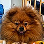dog, pomeranian, fluffy, pet, indoor, animal, fur, cute, portrait, face, eyes, nose, toy, wooden_furniture, smile, closeup, domestic, friendly, brown, small_dog