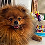 dog, pomeranian, fluffy, brown, smiling, happy, indoor, birthday, cake, toy, celebration, pet, animal, fur, cute, table, decor, colorful, face, tongue
