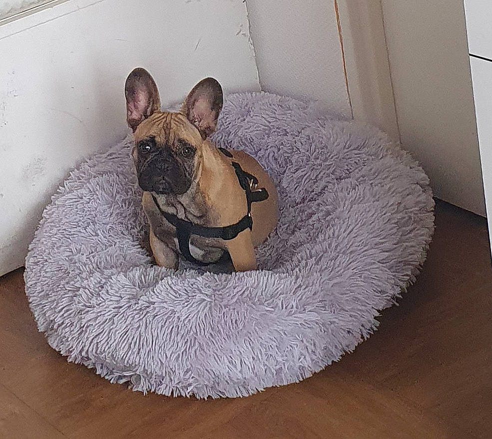 Dumbo a rejoint le concours — aidez-le/la à gagner de superbes lots ! bulldog, canidae, carnivore, comfort, companion_dog, dog, dog_bed, dog_breed, dog_clothes, dog_supply, fawn, french_bulldog, mammal, non_sporting_group, pet_supply, snout