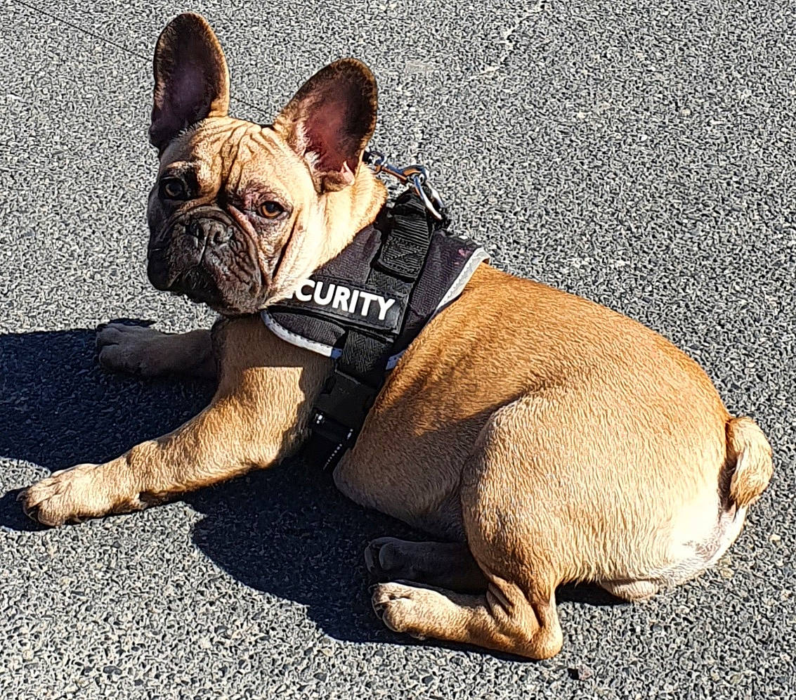 Dumbo participe au concours pour gagner de l'argent avec cette photo : bulldog, canidae, carnivore, collar, companion_dog, dog, dog_breed, dog_clothes, dog_collar, fawn, french_bulldog, leash, mammal, non_sporting_group, pug, puppy, snout, toy_bulldog