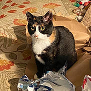 Tiffy is registered to the contest to win money with this photo: animal, calico_cat, carpet, cat, curious, domestic_animal, ears, eyes, floor, fur, home, indoor, mess, paper, pet, playful, sitting, torn_paper, whiskers, wrapping_paper