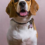 Bella a rejoint le concours — aidez-le/la à gagner de superbes lots ! beagle, dog, pet, collar, tongue_out, indoor, wooden_floor, brown, white, fur, ears, animal, cute, tag, sitting, portrait, looking_up, friendly, closeup, canine