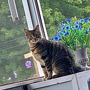 Lucky is registered to the contest to win money with this photo: animal, blue_flowers, calm, cat, curious, daylight, domestic_animal, feline, flora, greenery, indoor, nature, outdoor, pet, plant, sitting, tabby_cat, vase, window, windowsill