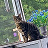 animal, blue_flowers, calm, cat, curious, daylight, domestic_animal, feline, flora, greenery, indoor, nature, outdoor, pet, plant, sitting, tabby_cat, vase, window, windowsill