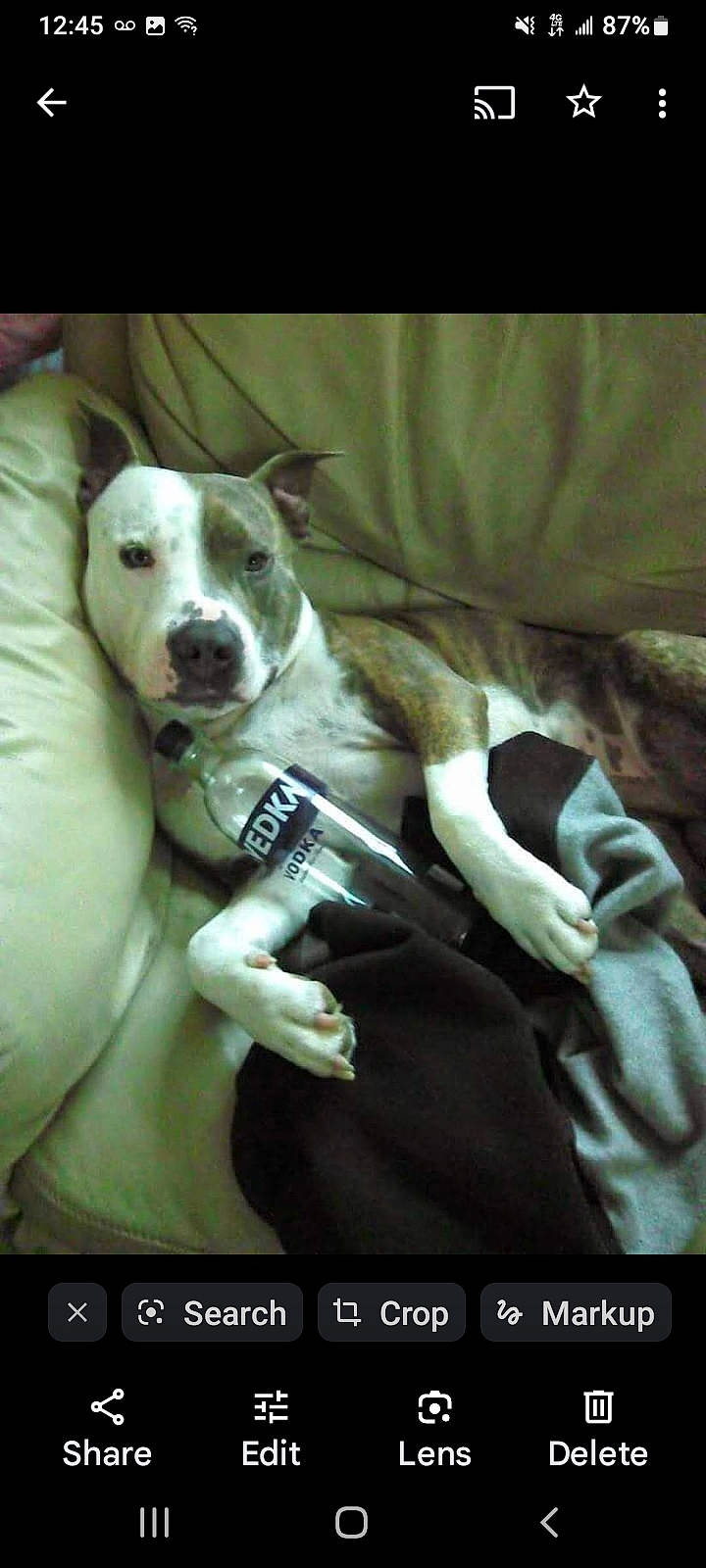 Blue Longoria is registered to the contest to win money with this photo: canidae, carnivore, comfort, companion_dog, couch, dog, dog_breed, fawn, guard_dog, linens, non_sporting_group, photo_caption, snout, sporting_group, whiskers, working_animal