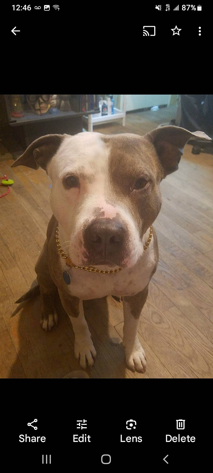 Blue Longoria is registered to the contest to win money with this photo: canidae, carnivore, collar, companion_dog, dog, dog_breed, eye, fawn, flooring, fur, hardwood, non_sporting_group, selfie, snout, sporting_group, whiskers, wood, wood_flooring, working_animal