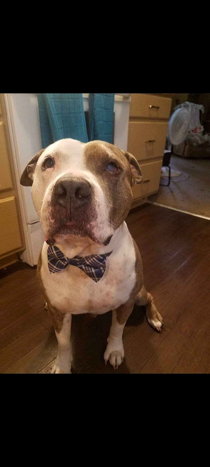 Blue Longoria is registered to the contest to win money with this photo: cabinetry, canidae, carnivore, collar, companion_dog, dog, dog_breed, dog_collar, drawer, fawn, flooring, fur, hardwood, molosser, shipping_box, snout, sporting_group, whiskers, wood, working_animal