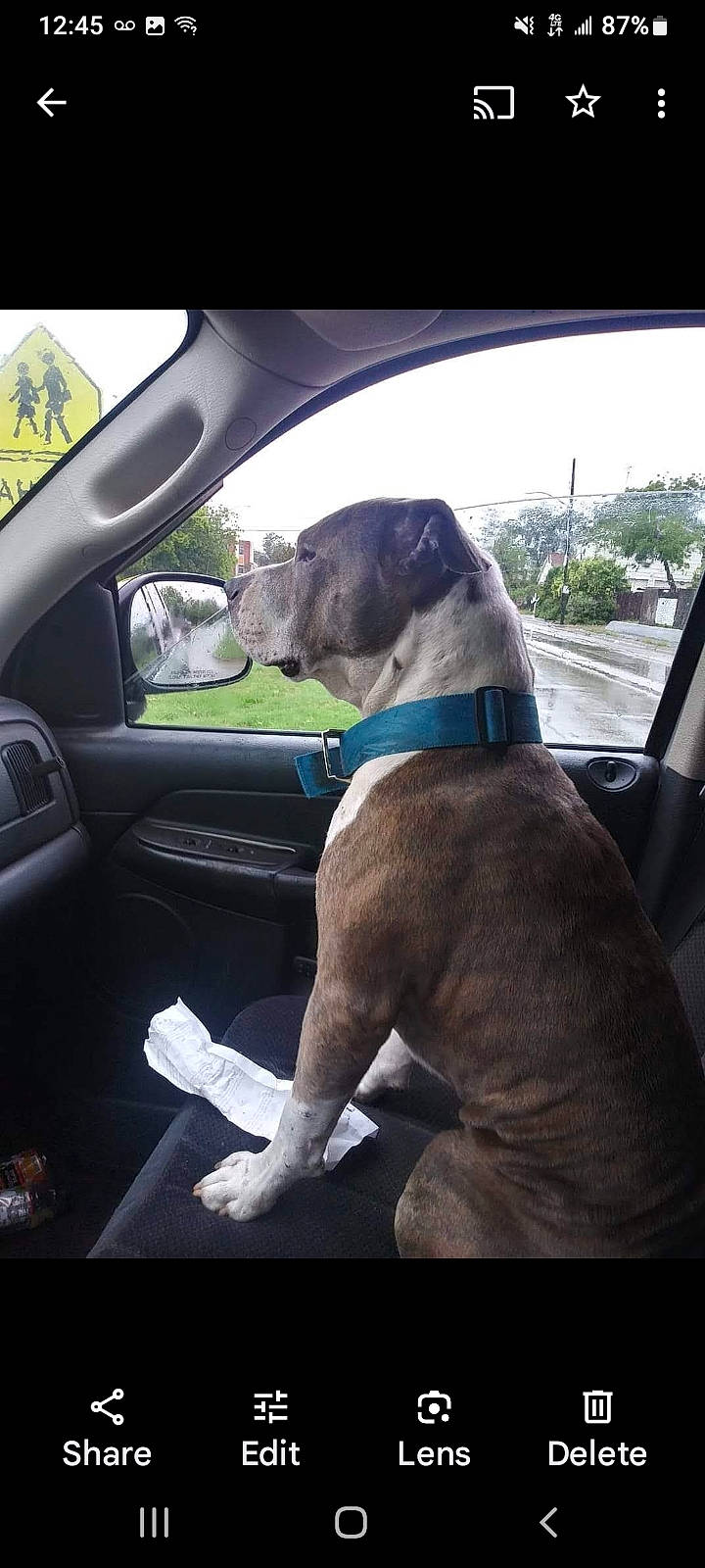 Blue Longoria is registered to the contest to win money with this photo: automotive_exterior, automotive_mirror, automotive_side_view_mirror, car, car_seat, car_seat_cover, carnivore, collar, companion_dog, dog, dog_breed, dog_collar, fawn, motor_vehicle, rear_view_mirror, sky, snout, steering_wheel, vehicle, vehicle_door